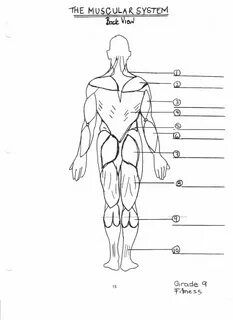 Unlabeled Muscular System Diagram