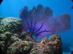 Hard Coral or Macroalgae? Coral Reefs May Have Another Optio