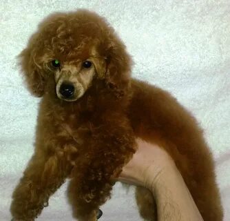 mini red poodle puppies for sale Latest trends OFF-52
