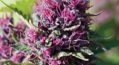 Afghani Landrace Cannabis Strain Info - AND Cannabis