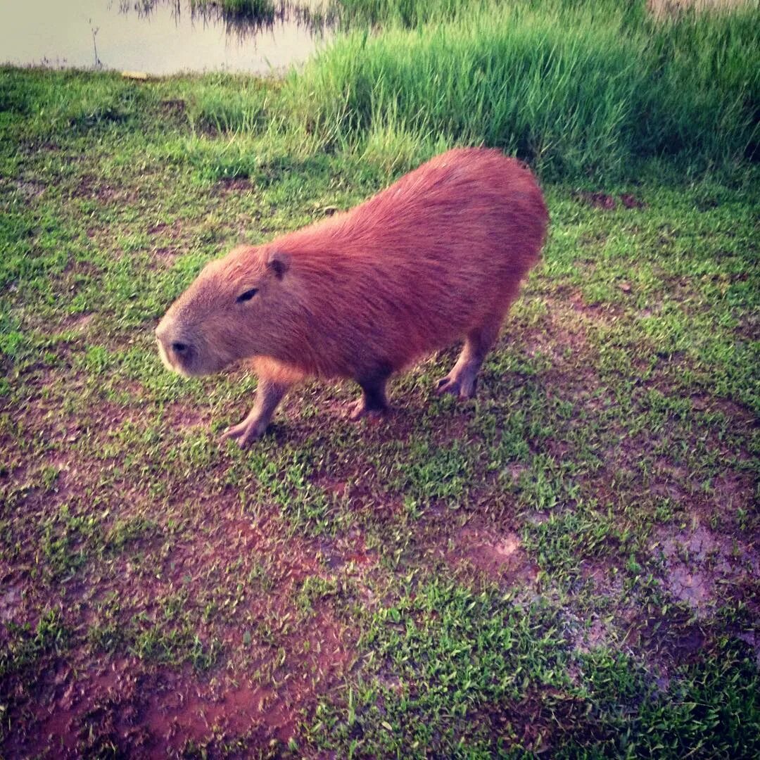 Capybara rock rust фото 89