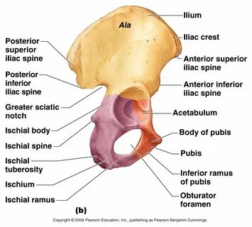 Appendicular Skeleton Anatomy bones, Medical anatomy, Human 