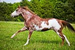 Pin on Paint horses & Pintos