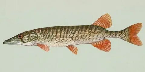 Pike vs. Pickerel: How to Tell Them Apart - Northern Pike Fi
