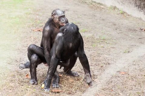 File:Bonobo sexual behavior 1.jpg - Wikimedia Commons