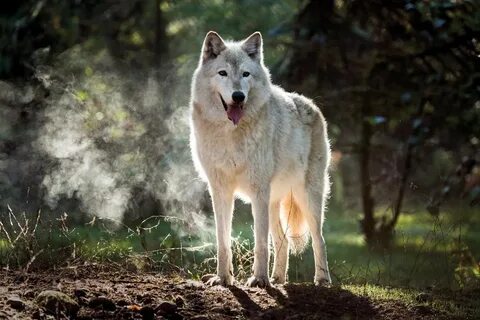 Delicate Dances With Conservationists Who Save Wolves in Was