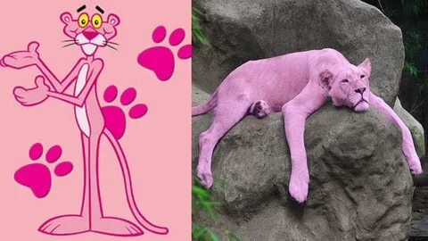 PINK PANTHER CHARACTERS IN REAL LIFE - YouTube