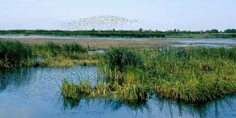 富 锦 国 家 湿 地 公 园 - Wetland Link International