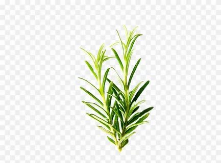 Download Rosemary Leaf Png Clipart (#3494125) - PinClipart