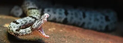 Why Would a Snake Bite Itself? - Clever Pet Owners