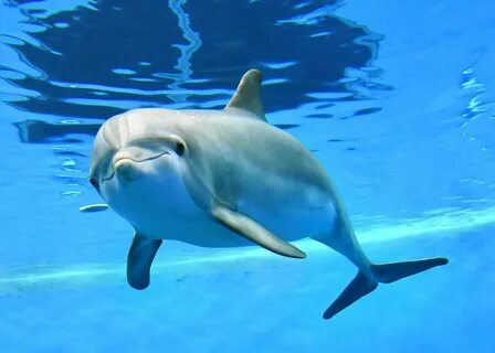 Pin by Елена on open water Cute animals, Dolphin photos, Cut