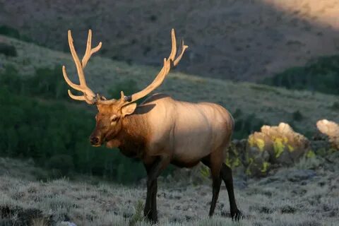 Idaho 'Capped' Elk Tags Go on Sale Rocky Mountain Elk Founda