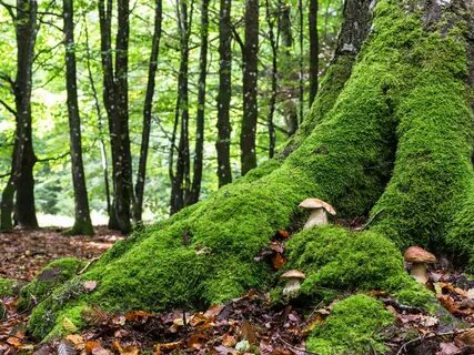 Баварский лес в Германии - волшебное место единения с природ