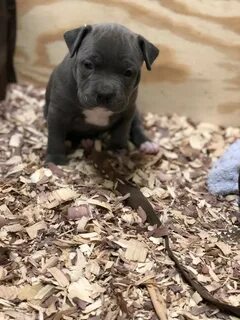 Pit Bull Terriers For Sale - dog.aircharterserviceplc.com