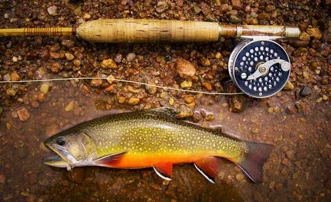 How I Almost Owned A Trout Stream Fly Fishing Gink and Gasol