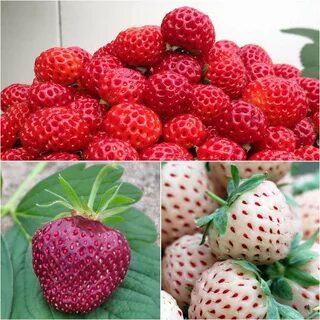 Trio de fraisiers Framberry, Cherry Berry, Pineberry, saveur
