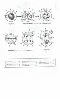 Mitosis And Meiosis Worksheet Answer Key : 13 Best Images of