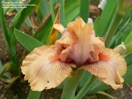 PlantFiles Pictures: Intermediate Bearded Iris 'Pretty Princ