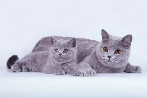 Британские короткошерстные кошки: описание породы, характер,