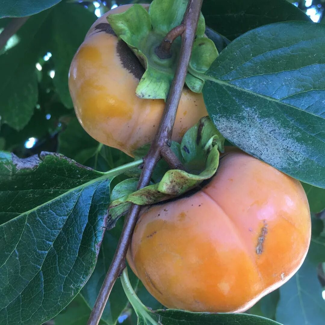 John Kohler в Instagram: "My homegrown giant fuyu persimmons are almos...