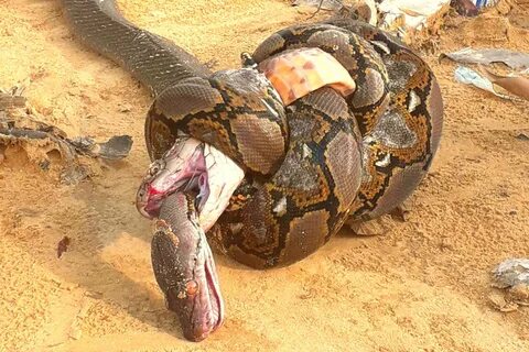 King cobra has killed a Anaconda snake King cobra, Green ana