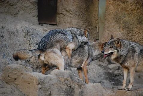 File:Korean wolves mating 1.jpg - Wikimedia Commons