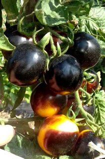 Black and Blue tomatoes: BOSQUE BLUE BUMBLEBEE Tomato