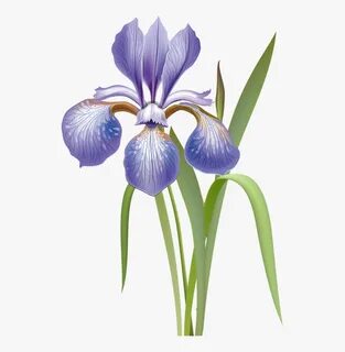 Transparent Iris Flower Clipart - Iris Versicolor Drawing, H