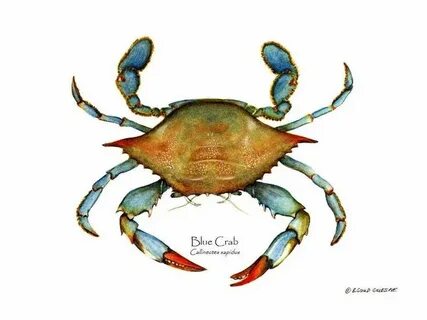 Crab, Blue Blue crab print, Crab print, Print