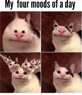 Funny Cat Memes Videos Cat memes clean, Cute cat memes, Anim