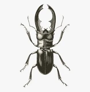 Rhinoceros - Stag Beetle Vintage Illustration, HD Png Downlo