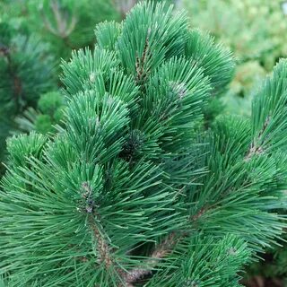 Pinus thunbergii at Arts Nursery