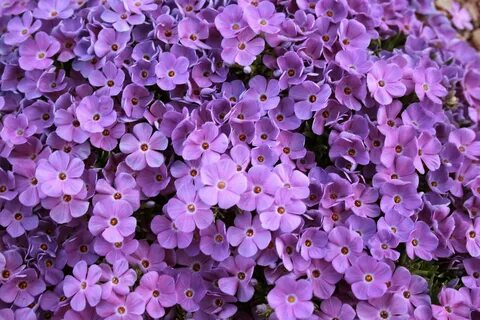 Pictures Of Violet Flowers #99DEGREE