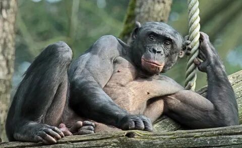 bonobo apenheul IMG_0143 safi kok Flickr