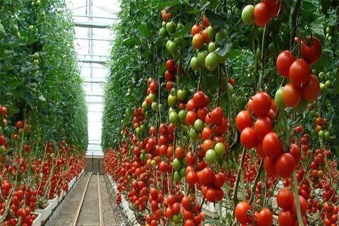 How Much Spacing Should There Be Between Tomato Plants? Augu