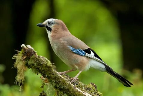 jay, Bird, Nature Wallpapers HD / Desktop and Mobile Backgro