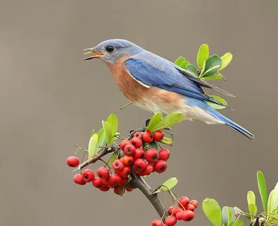 Любители ягод. Eastern Bluebirds Male & Female - Восточная с