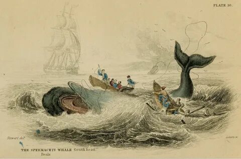 1833 Matted Antique Whale Print - Jardine - Hand Colored Eng