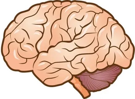 Side View Of The Brain Pictures Сток видеоклипы - iStock