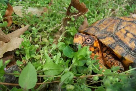 Пятнистая черепаха (55 фото)