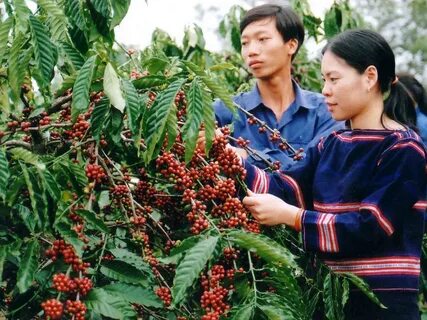 Ăn gì ở Buôn Ma Thuột: Các món ngon, đặc sản địa phương