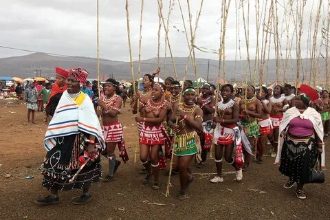 south africa - zulu reed dance ceremony Zulu Reed Dance Ce. 