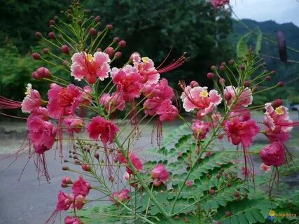 Pink Ohai Ali'i - seedlings started 7/2017 Pride of barbados