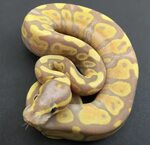 Pastel Freeway Ball Python 10 Images - Reptile Classifieds 0