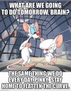 pinky and the brain flatten the curve - Google Search Funny 