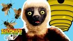 Zoboomafoo 140 - Bzzz HD Full Episode - YouTube
