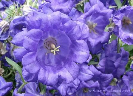 PlantFiles Pictures: Canterbury Bells, Blue Cup and Saucer '