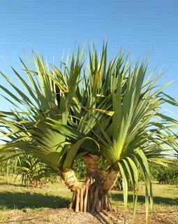 Image result for Pandanus Palm Garden Cactus plants, Plants,