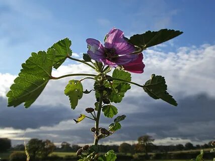 File:Purple Mallow and Stormy Clouds (8138672425).jpg - Wiki