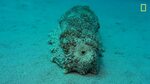 National Geographic's tweet - "Sea cucumber poop is surprisi